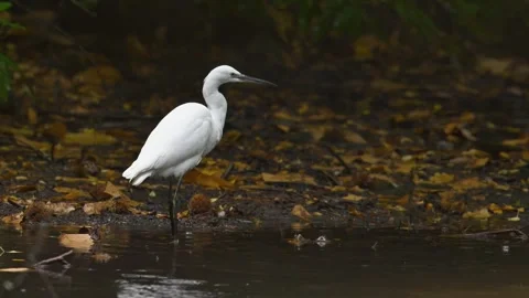 Slow Motion Little Egret Behaviour 1 Stock Footage 319856536