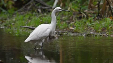 Slow Motion Little Egret Behaviour 3 Stock Footage 319860677