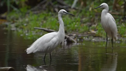 Slow Motion Little Egret Behaviour 4 Stock Footage 319860721
