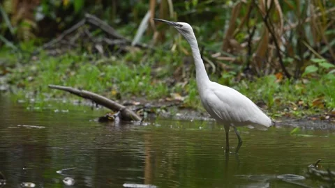 Slow Motion Little Egret Behaviour 5 Stock Footage 319860860
