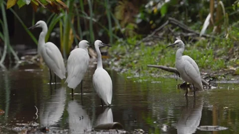 Slow Motion Little Egret Behaviour 6 Stock Footage 319861007