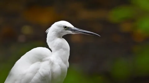 Slow Motion Little Egret Close-Up 1 Stock Footage 319861831