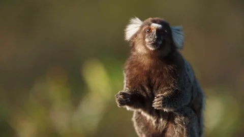 Slow motion - a little monkey being fed in Brazil 스톡 동영상 128093849