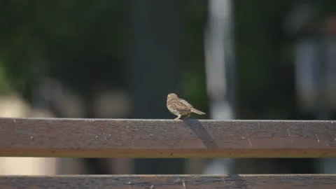 Slow-motion of the little sparrow flying off from the bench Stock-Footage 197503553