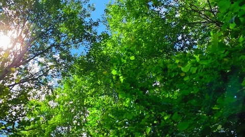 Slow motion. Live camera. A sunny day in ecological reserve. Evergreen forest. Stock Footage 113094784