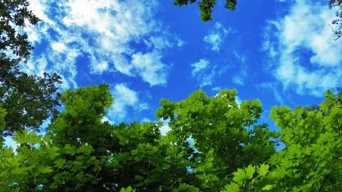 Slow motion. Live camera. A sunny day in ecological reserve. Evergreen forest. 動画素材 113094835
