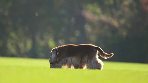 Slow motion of a lively red Spaniel running across a football field in 4K. Stock Footage 295051782