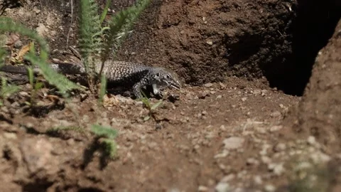 Slow Motion of Lizard Eating Bug in the Nevada Desert Stock Footage 134443235