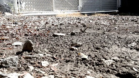 Slow motion lizard eating winged termites 240fps V24568a Stock Footage 99378910