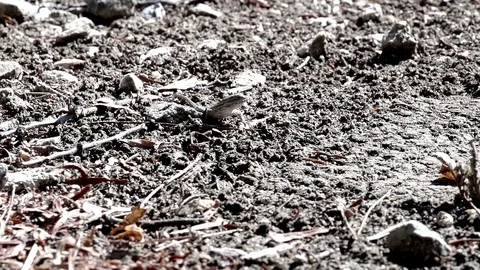 Slow motion lizard eating winged termites 240fps V24570 Stock Footage 99379011