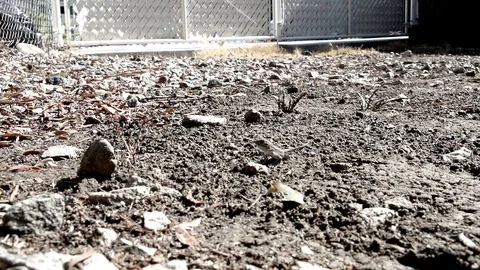 Slow motion lizard eating winged termites 240fps V24568b Video stock 99379028