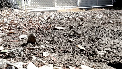 Slow motion lizard eating winged termites 240fps V24569 Stock Footage 99379031