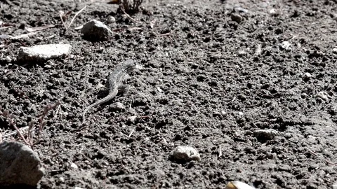 Slow motion lizard eating winged termites 240fps V24572 Stock Footage 99379033