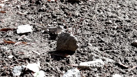 Slow motion lizard eating winged termites 240fps V24571 Stock Footage 99379144