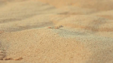 Slow Motion - Lizard escaping into the desert Stock Footage 68603855