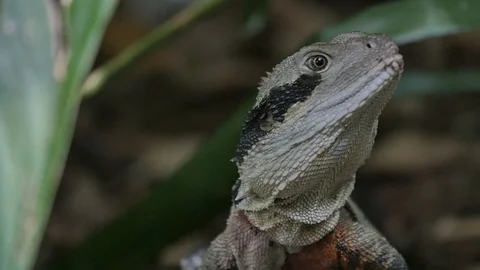 Slow Motion - Lizard Stock Footage 81307665