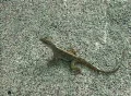 Slow Motion Lizard Running 01 Footage