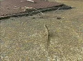 Slow Motion Lizard Running 02 Footage