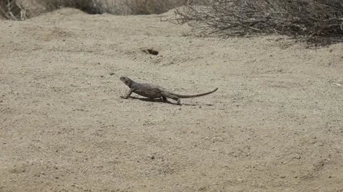 Slow Motion Lizard Running Across Desert Landscape Stock Footage 285678274