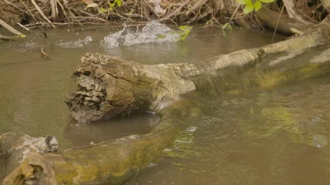 Slow motion of lizard swimming through muddy water, Tortuguero, Costa Rica Stock Footage 141252290