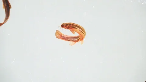 Slow motion. Loach fish isolated on a white screen Stock Footage 127692689