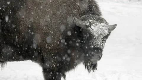 Slow Motion Lockdown Of A Bison Standing In A Snow Storm As It Turns Its Head Stock Footage 154722089