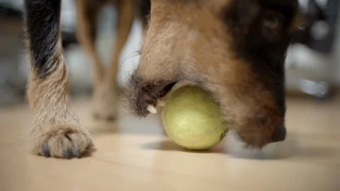 Slow motion lockdown shot of dog carrying tennis ball in mouth at home - Erfurt, Stock Footage 129449327