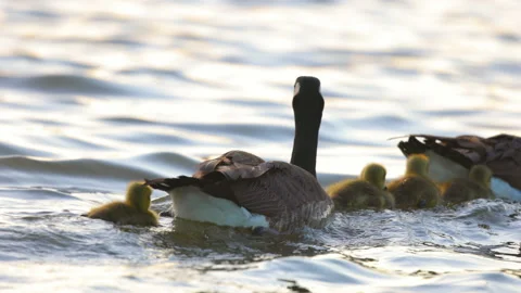 Slow Motion Lockdown Shot Of Parents And Cute Baby Geese Swimming On Lake During Stock Footage 234007311