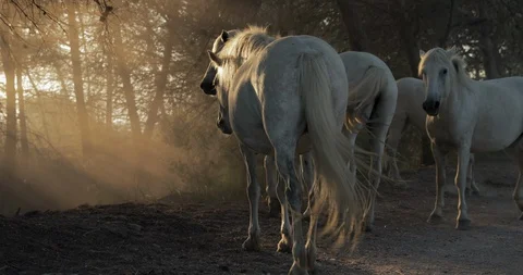 Slow motion lockdown shot of white horses on dirt road against trees - Camargue, Stock-Footage 130147849