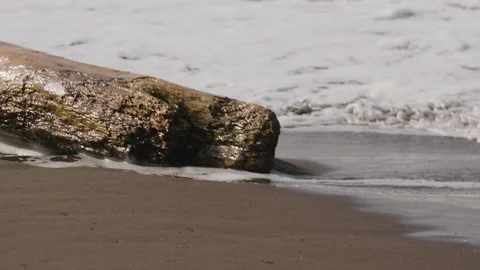 Slow motion of log piece on beach getting washed by sea foam water, Tortuguero Stock Footage 141247892
