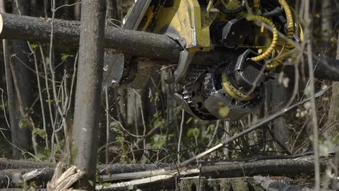 Slow motion of Logging machine cutting down trees, cutting branches and laying 스톡 동영상 126392851