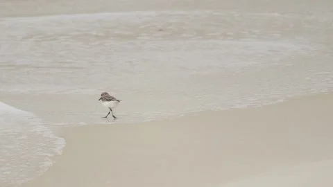 Slow Motion of Lone Sanderling as It Feeds On The Beach of Gulf Coast Video stock 133098043