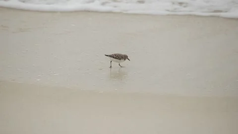 Slow Motion of Lone Sanderling as It Feeds and Runs Along the Beach on Gulf Coas Video stock 133098074