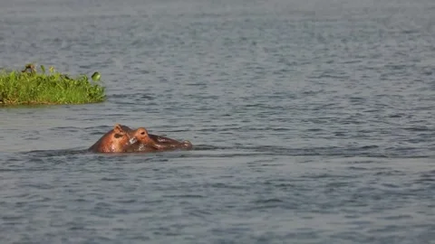 Slow motion of the lonely hippo hiding in the waters of the river Nile. Stock Footage 201367452