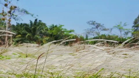 Slow motion of long grass movement. Stock Footage 42470447