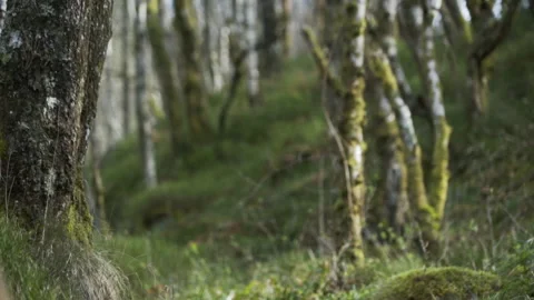 Slow motion long haired boy walking through Scottish Forest Stock Footage 141685994