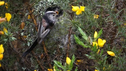 Slow motion Long tailed tit Aegithalos caudatus feeding nestlings Stock Footage 87046340
