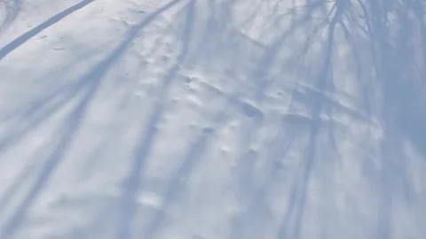 Slow motion long tree shadows on freshly fallen snow Stock Footage 246109026