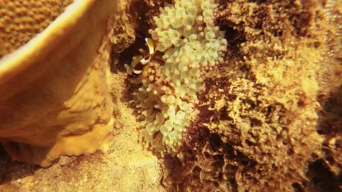 Slow motion look out to bubble tip sea anemone and curious Allard's clownfish an Stock Footage 240485421