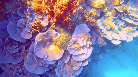  Slow motion look over view of underwater world. Top to bottom look to  Beautifu Stock Footage 315169072