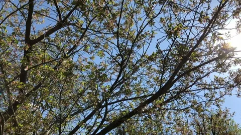 Slow motion looking up through tree branches in summer Video stock 128839719
