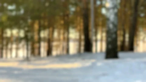 Slow-motion. Looking through winter forest sunny day. Sunset at forest. Blur Stock Footage 151348839