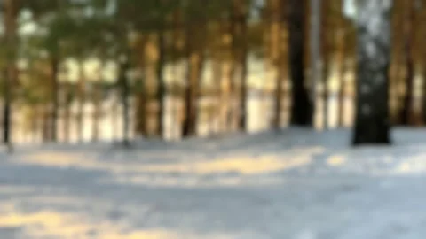 Slow-motion. Looking through winter forest sunny day. Sunset at forest. Blur Stock Footage 151348896