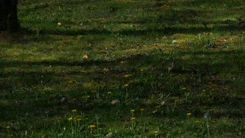 Slow Motion of a Loriot Bird Eating on a Field of Grass and Dandelions Stock Footage 231548053