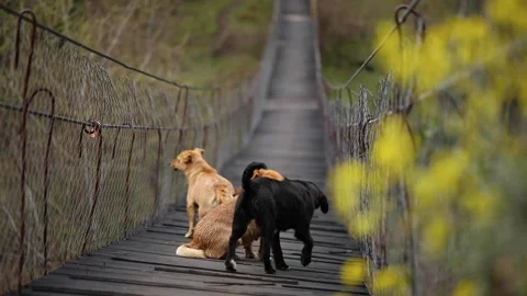 Slow motion of lost dogs standing on a wooden bridge in forest area Stock Footage 173847405
