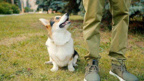 Slow motion of lovable dog corgi breed sitting on grass near male owner's legs Stock Footage 119922440