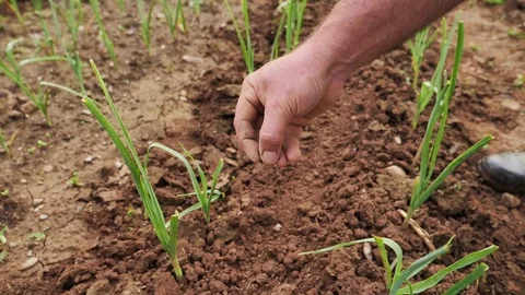 Slow motion-low angle and moving shot of a farmer planting carrot seed Vidéo 107733978