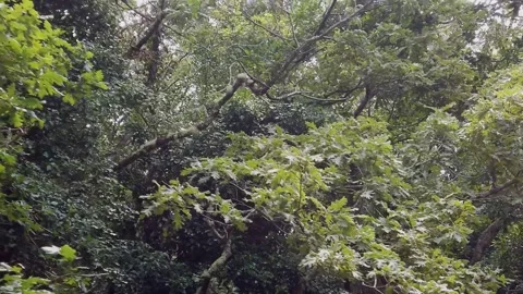 Slow Motion Low-Angle Backward Pan Over a Forest of Rebollo Oaks - 204 Stock Footage 310323660