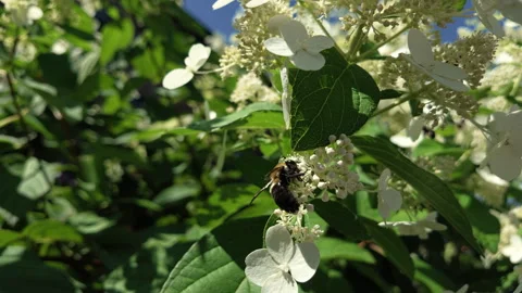 Slow motion low angle bee on white flowers Stock Footage 342350623