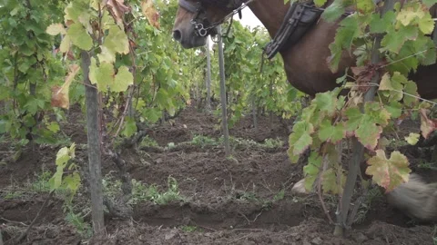Slow motion low angle, a blond draft horse pull a plow, soil tillage Stock Footage 143678492
